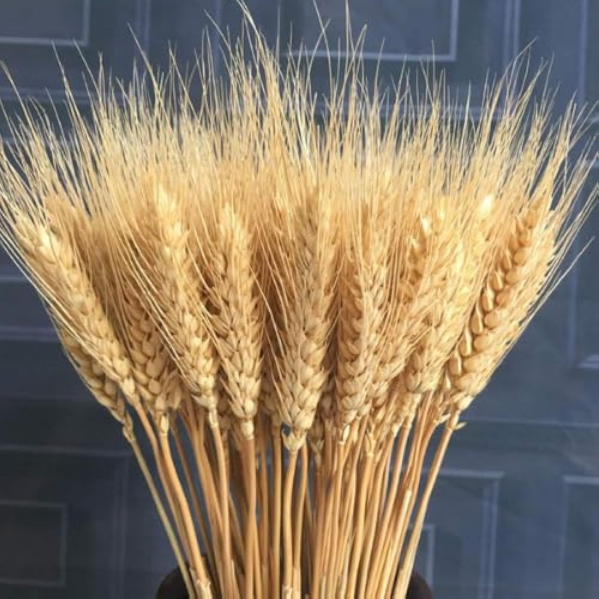 Premium Natural Dried Wheat Stem Bunch for Rustic Decor